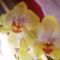 orchidea sárga nönapra kaptam 