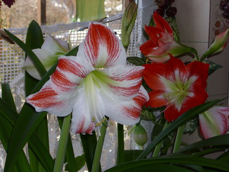 Amarilliszeim