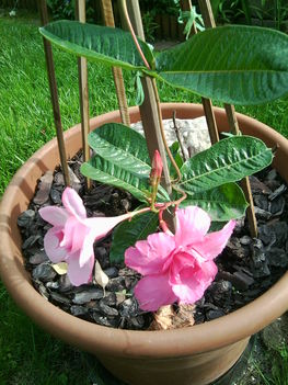 Dipladenia
