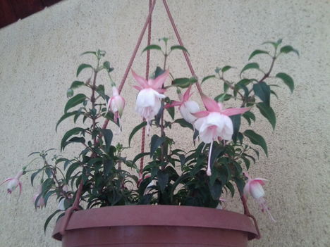 Fuxia