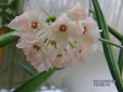 Hoya 1