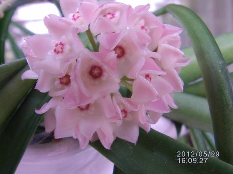Hoya 4