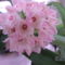 Hoya 4