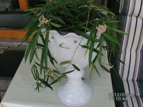 Hoya 5