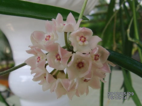 Hoya 6
