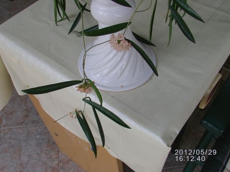 Hoya 7
