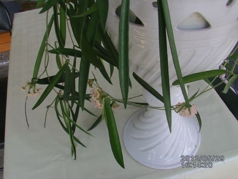 Hoya 8