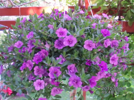 Mini petúnia 1