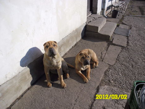 SAM_0241