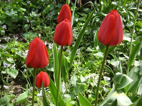 Tulipánok