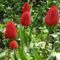 Tulipánok