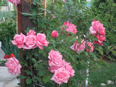 csodás rózsám