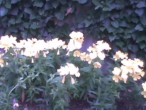 Kép007jpg. Sárga virágok.