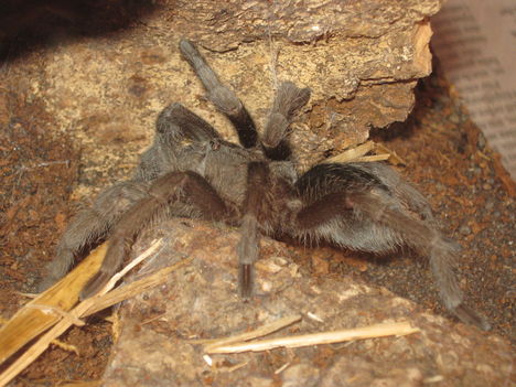 Gr. Pulchra