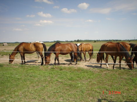 Kerekegyháza 2008 17