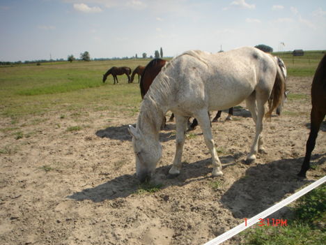 Kerekegyháza 2008 19