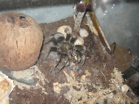 Pamphobeteus