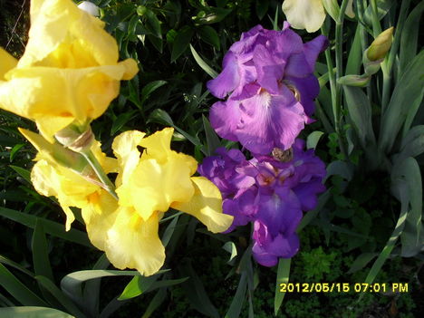 Tavaszi virágok 2012 010