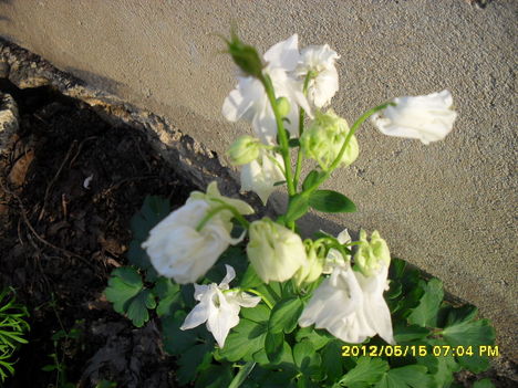 Tavaszi virágok 2012 018