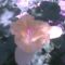 Kép010jpg Ajándékvirág szülinapra