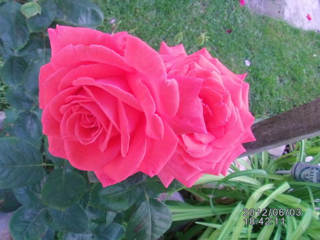 Rózsa barack szín 2
