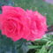 Rózsa barack szín 2