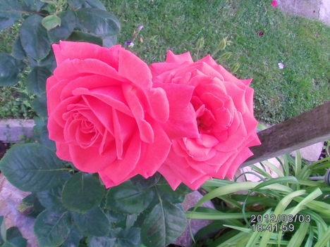 Rózsa barack szín 3