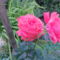 Rózsa barack szín 4