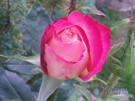 Rózsa bimbó 1