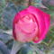 Rózsa bimbó 1