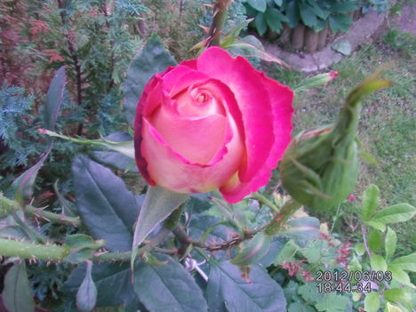 Rózsa bimbó 2