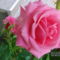 Rózsa rózsaszín 2