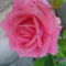 Rózsa rózsaszín 3