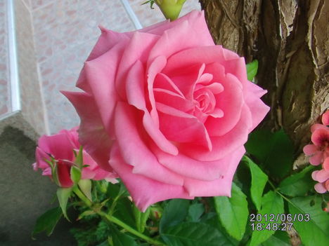 Rózsa rózsaszín 4
