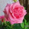 Rózsa rózsaszín 4