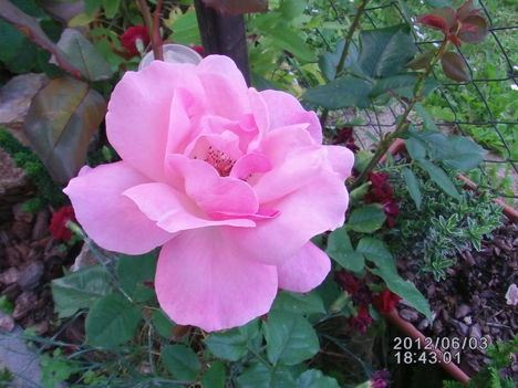 Rózsa világos rózsaszín 2
