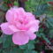 Rózsa világos rózsaszín 2