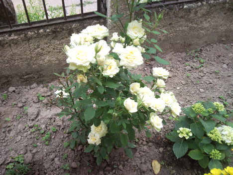 SNC00377