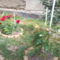 SNC00378