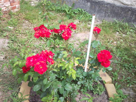 SNC00380