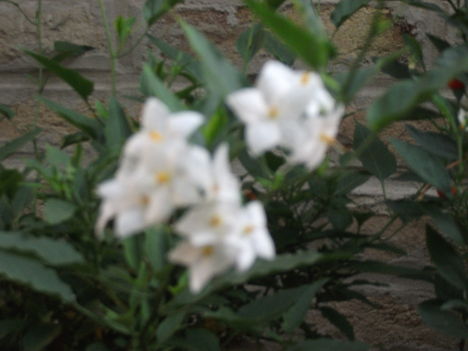2011