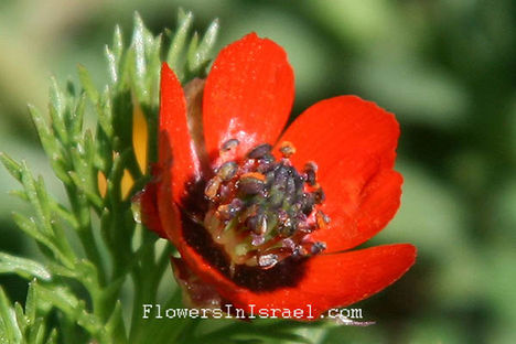 Adonis_microcarpa_flower1