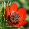 Adonis_microcarpa_flower1