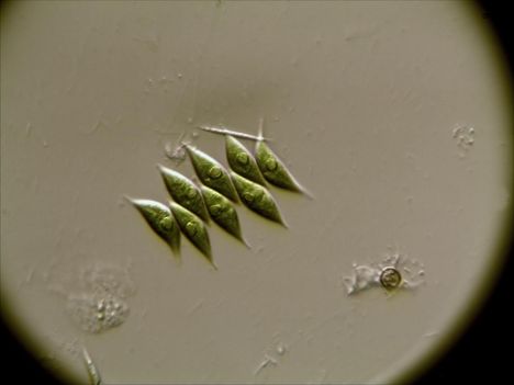 Algasejtek