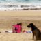 Cejlon kutya a tengerparton