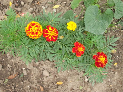 DSCF1539