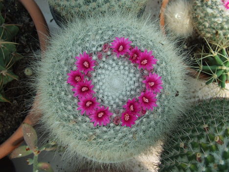 DSCF5440