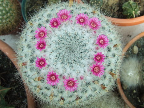 DSCF5441