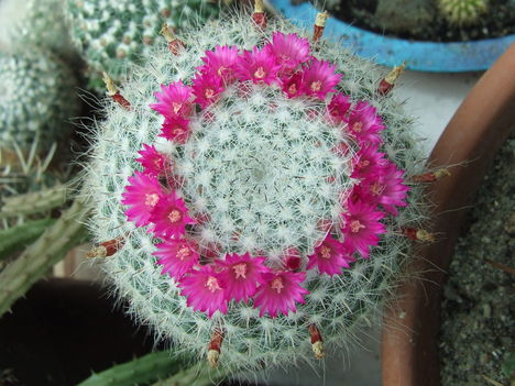 DSCF5442