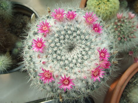 DSCF5446